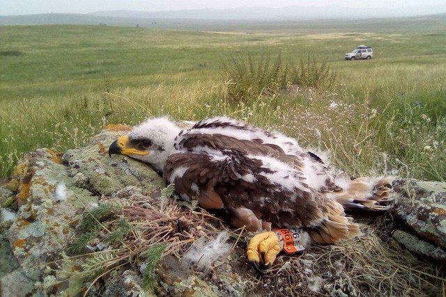 The `family-destroying` eagle: missing for a month, as soon as he appeared, he texted to `tell the house` that all of Russia's science fund was gone 3